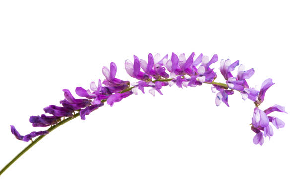 istock lilac meadow flowers isolated 1065147378