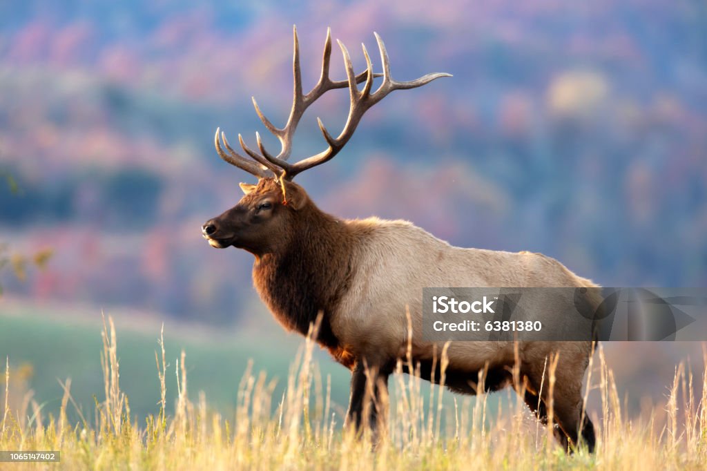 Bull Elk Elk Stock Photo