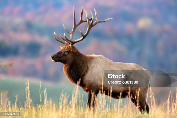 Bull Elk Stock Photo - Download Image Now - Elk, Bull - Animal, Antler