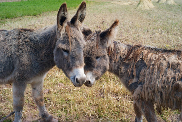 istock Two Funny and Cute Grey-Brown Donkeys 1065147478