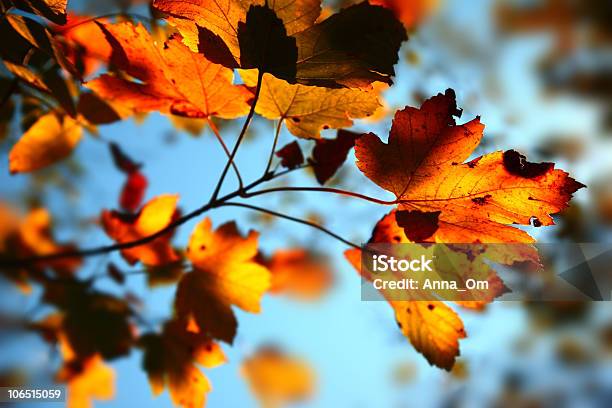 Autumn Background Stock Photo - Download Image Now - Abstract, Autumn, Beauty In Nature