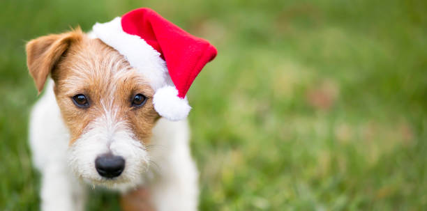 istock Christmas pet dog with Santa hat 1065151094