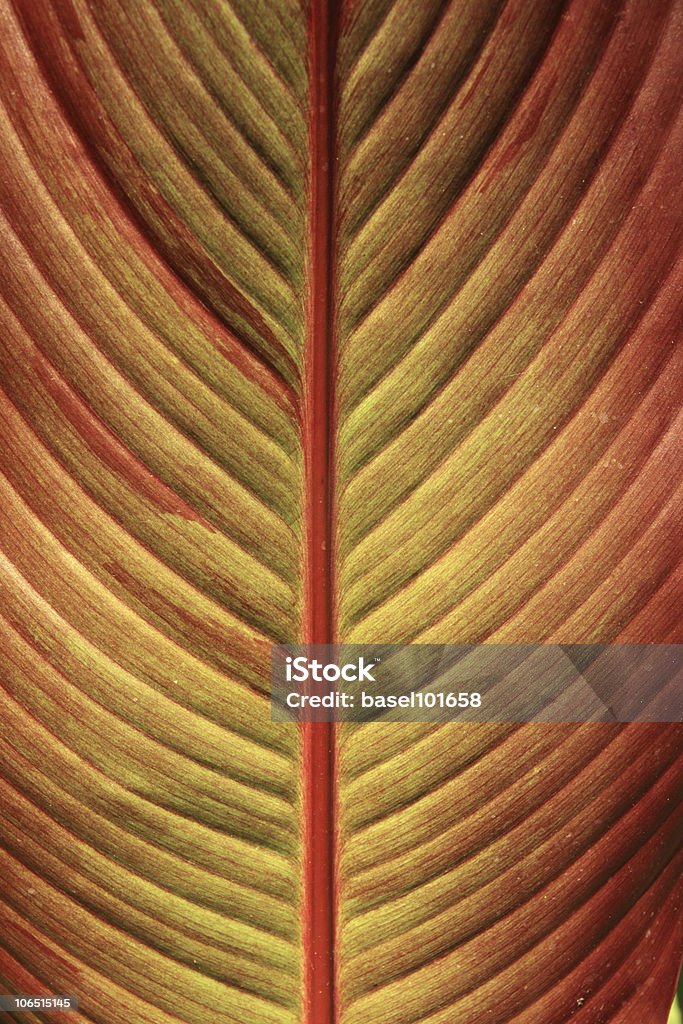 red sheet tree  Autumn Stock Photo