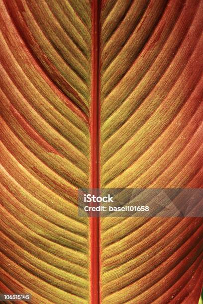Red Sheet Tree Stock Photo - Download Image Now - Autumn, Leaf, Abstract