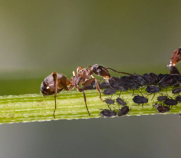 istock An adult ant watching over a group of aphids 106515317