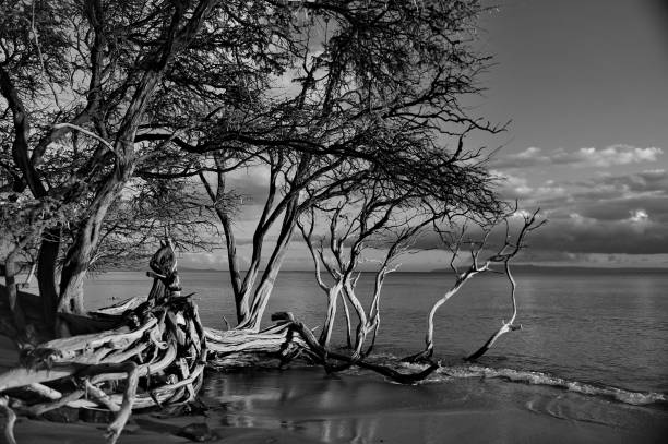 istock Trees on the ocean lit by the rays of the setting sun. 1065156608