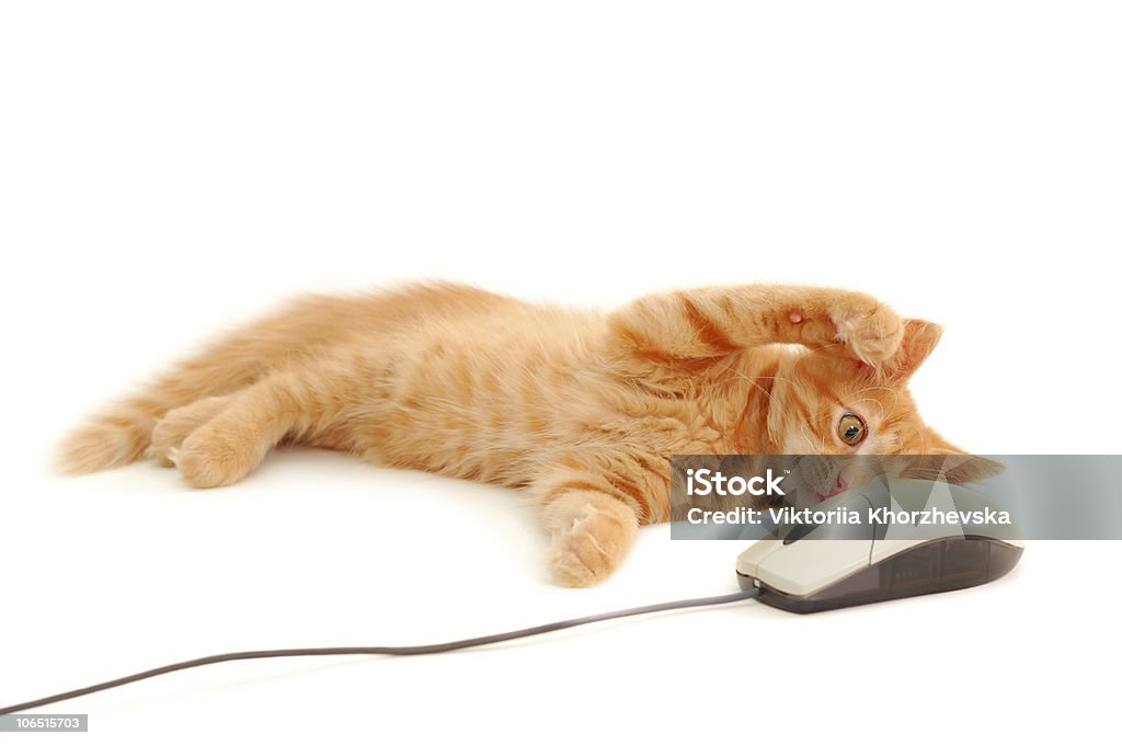 Mascota jugando con ratón de ordenador - Foto de stock de Gato doméstico libre de derechos