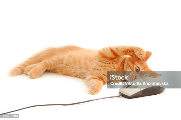 Mascota Jugando Con Ratón De Ordenador Foto de stock y más banco de imágenes de Gato doméstico - Gato doméstico, Ratón de Ordenador, Fondo blanco