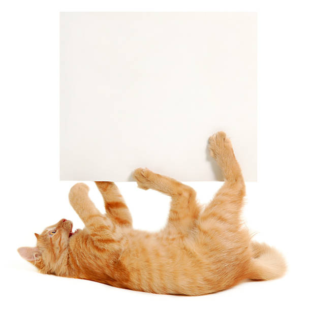 istock blank banner in kitten's paws 106515757