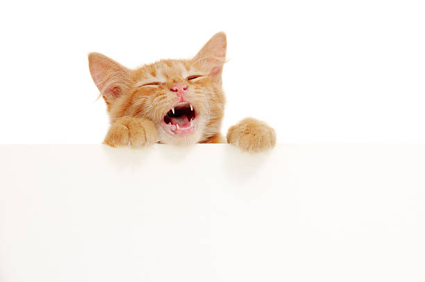 istock kitten meowing holds blank banner 106515759