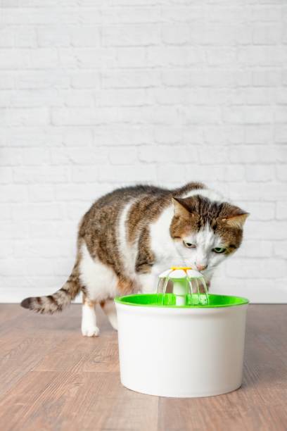 gato sediento beber agua de un bebedero para mascotas. imagen vertical con espacio de copia - fountain house residential structure home interior fotografías e imágenes de stock