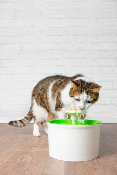 Thirsty tabby cat drinking water from a pet drinking fountain. Vertical picture with copy space