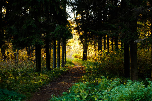 istock Footpath leaves through the park into shiny place in Autumn 1065166508