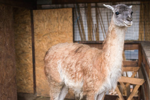 istock bright adult lama looks aside 1065166896