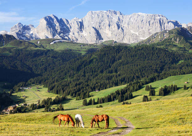 istock Horses at high mountains meadow 1065169972