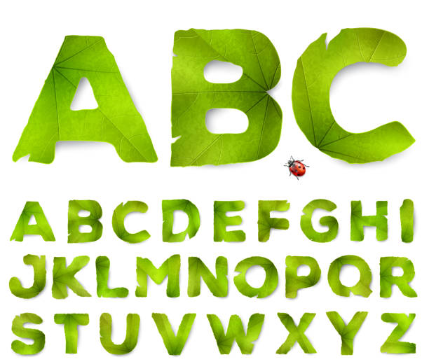 illustrations, cliparts, dessins animés et icônes de lettres de l’alphabet vector fabriqués à partir des feuilles vertes, isolés sur blanc - message écrit et lettre de lalphabet illustrations