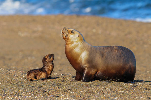 istock Sea Lion, and calf 1065170496