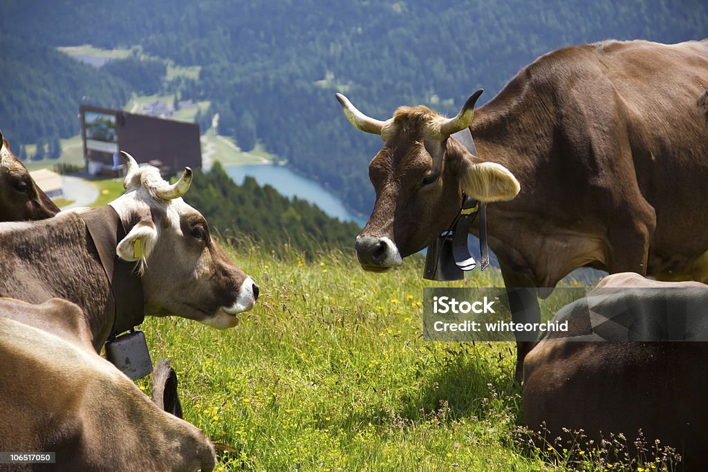 Alpine mucche - Foto stock royalty-free di Agricoltura