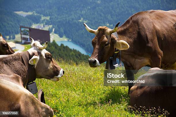 Alpine Mucche - Fotografie stock e altre immagini di Agricoltura - Agricoltura, Alimentazione sana, Alpi