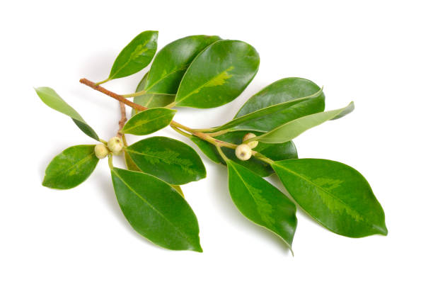 istock Ficus virens. Its common name is white fig or pilkhan. Isolated. 1065173412