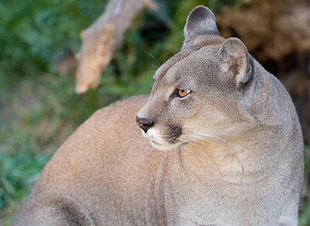istock Close up of a puma. 106517433
