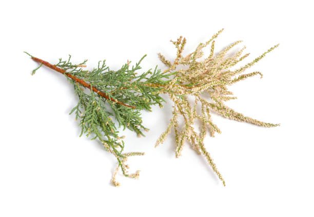 istock Tamarix or tamarisk, salt cedar isolated on white 1065174624