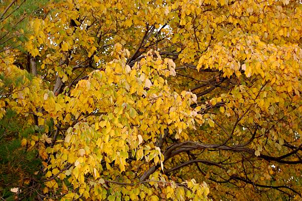Yellow Autumn Leaves stock photo