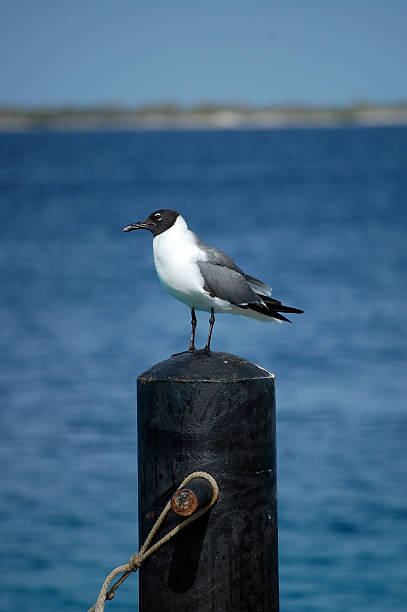 Seagull on post stock photo