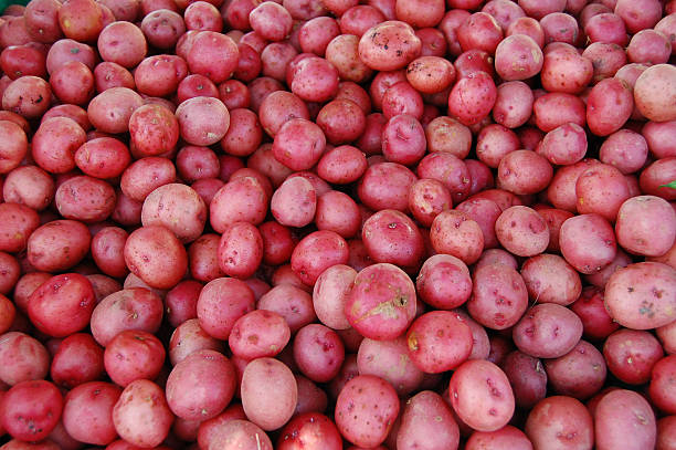 fresh red potatoes stock photo