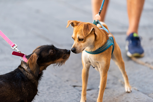 Dos divertidos perros olfateando que huele olor narices en parque en correas mirando calle pedigree Linda photo