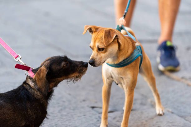 two funny dogs sniffing smelling scent noses in park on leashes looking at each other pedigree street cute - two dogs imagens e fotografias de stock