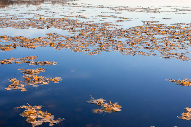 Yellow leaves floating on blue lake in autumn