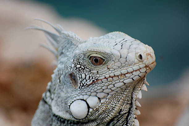 Iguana face stock photo