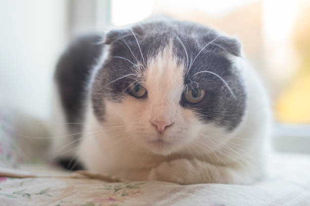 istock Portrait of a cat that sits on a windowsill 1065175422