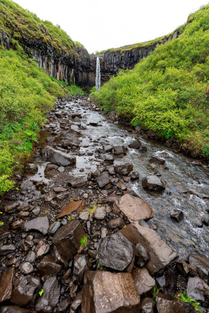Svartifoss waterfall vertical river with basalt columns in Skaftafell, Iceland, water falling cliff in green mossy summer, rocky landscape, nobody