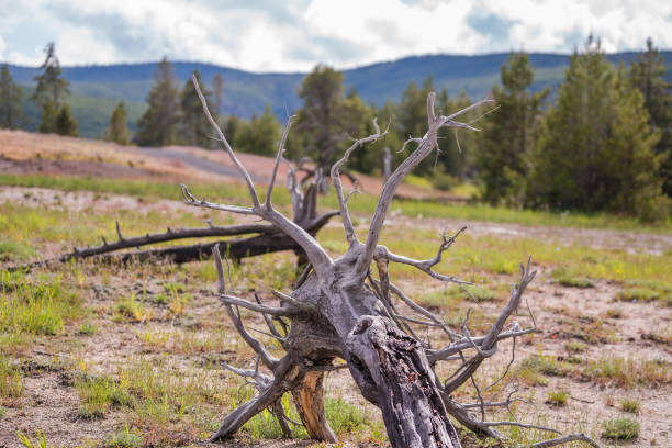 istock the dead tree in Yellowstone National Park 1065175554