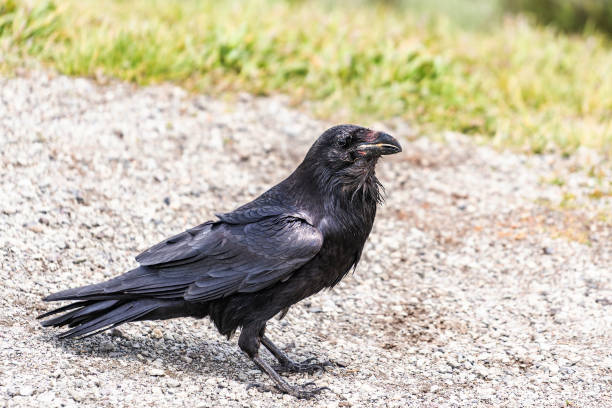 istock American Raven, Common Raven 1065175650