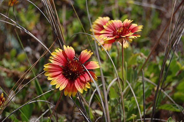 Indian Blanket Flower stock photo