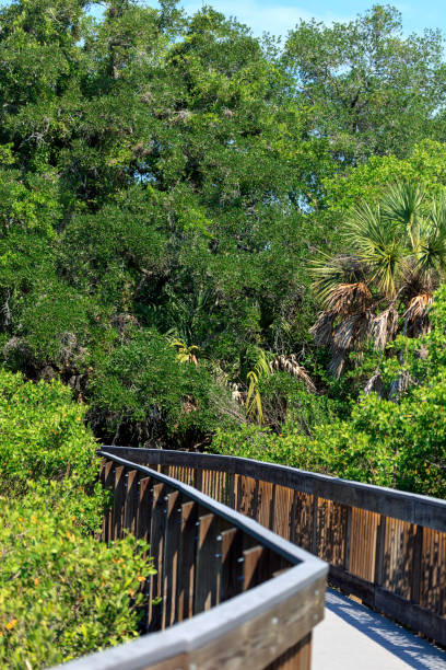 istock Boardwalk through a Forest on the West Coast of Florida 1065176036