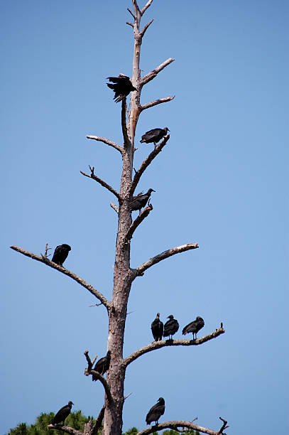 Vulture hierarchy on the tree branches stock photo