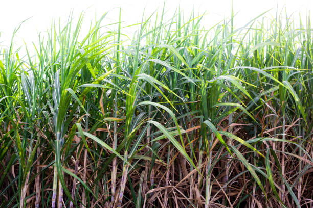 istock Sugar cane field with white isolated background. 1065178456