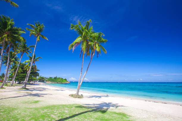 istock beach and coconut plm tree, Langob beach, Malapascua island, Cebu 1065178702