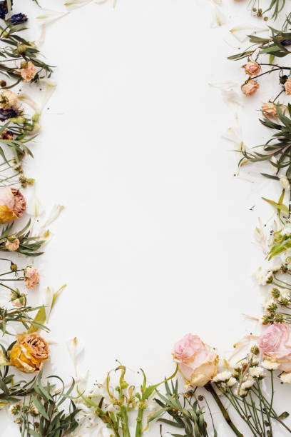 istock Dried various flowers on white background 1065178720