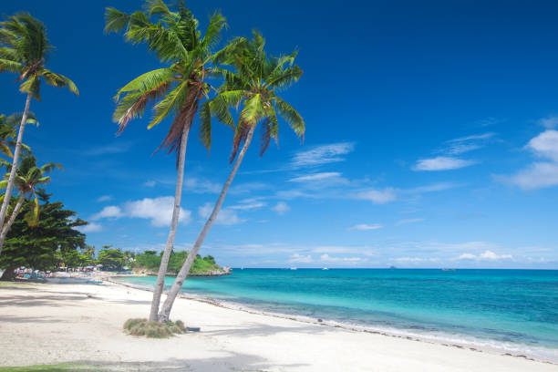 istock beach and coconut plm tree, Langob beach, Malapascua island, Cebu 1065178950