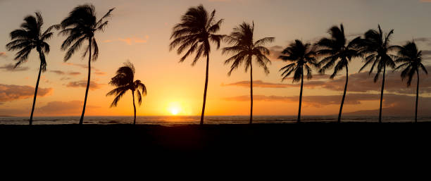istock Row of palms at sunset 1065183598