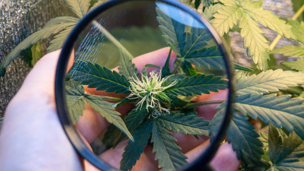 istock Cannabis Flowering Stage. Weed Buds in close-up 1065184080