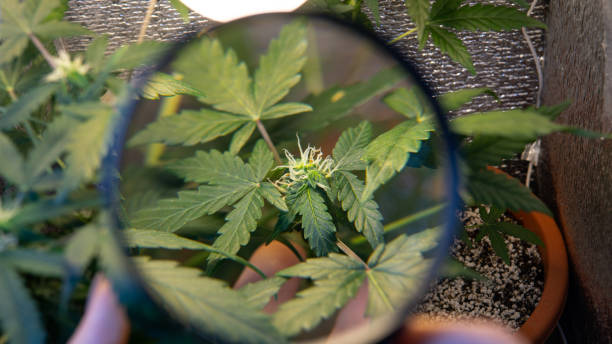 istock Indoor Cannabis Flowering Buds close-up. 1065184084
