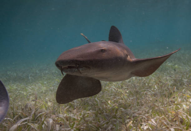 istock Animals of Shark Ray Alley 1065184292