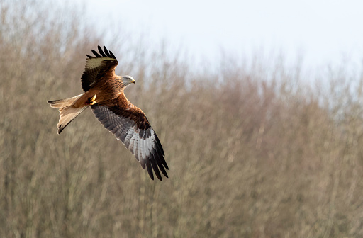 Red Kite flying in the wild in Central Scotland.