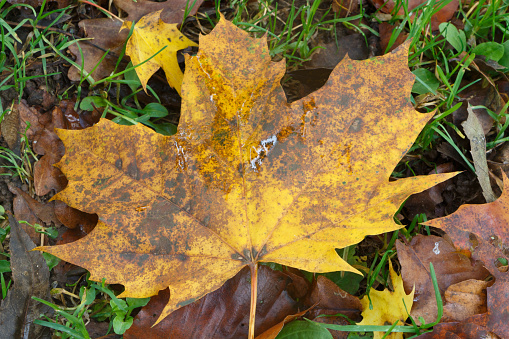 Dead leaves on the grass of a garden during autumn